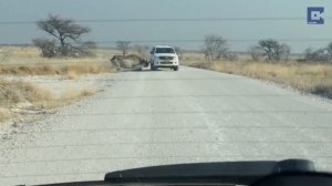 Намибия. Носорог атаковал туристов (24.02.2016 г.)