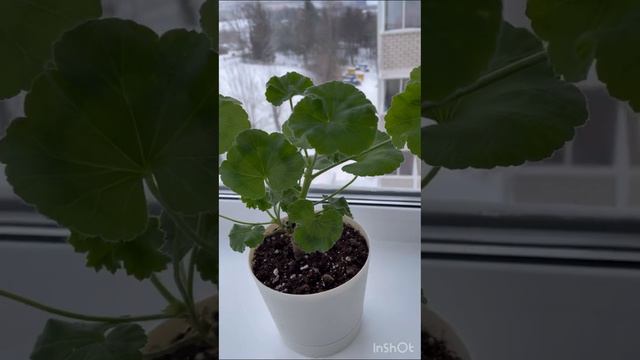 Пеларгония ЮГ-Принцесса Грейс🌺 #пеларгония #flowers #цветоводство смотреть онлайн