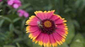 Какие цветы нужно сеять на рассаду в январе.  Гайлардия остистая