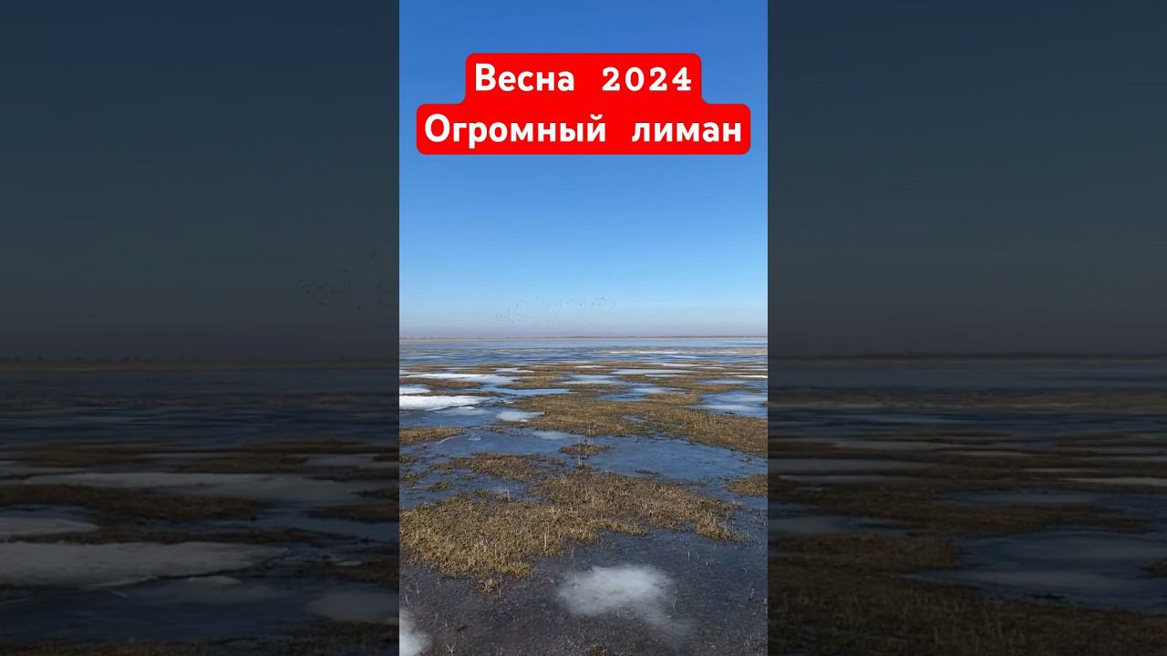 НАВОДНЕНИЕ В ПОЛЯХ#охота #охотанагуся #весенняяохота  #охотанауток #охотавидео #shorts