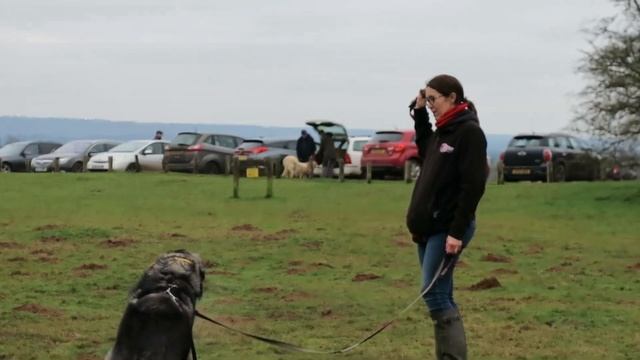 Jeff the Carpathian Shepherd - 4 Weeks Residential Dog Training смотреть онлайн