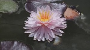 Нимфея Bridesmaid  (Подружка невесты)  кувшинка, waterlily, водные растения, пруд