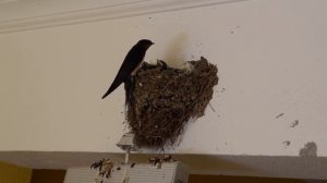 Деревенская ласточка, Bezdelīga,  Barn Swallow, Hirundo rustica