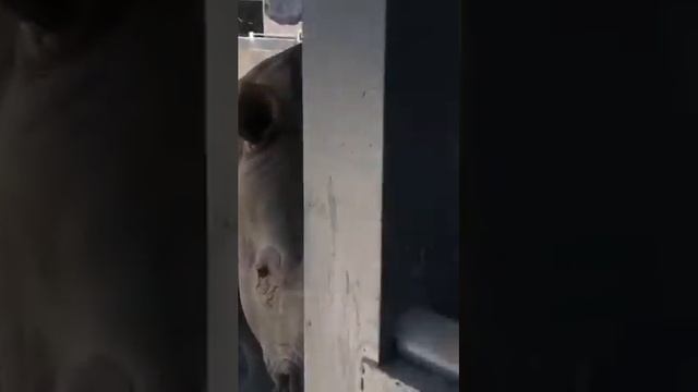 Сегодня мы вам рассказали про белых носорогов смотреть онлайн