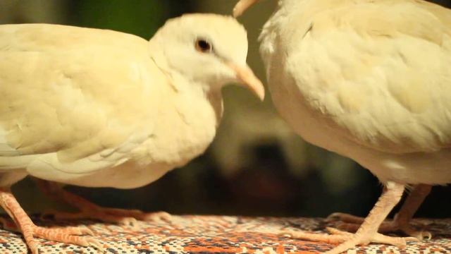 Смеющиеся горлицы, мимими :) смотреть онлайн