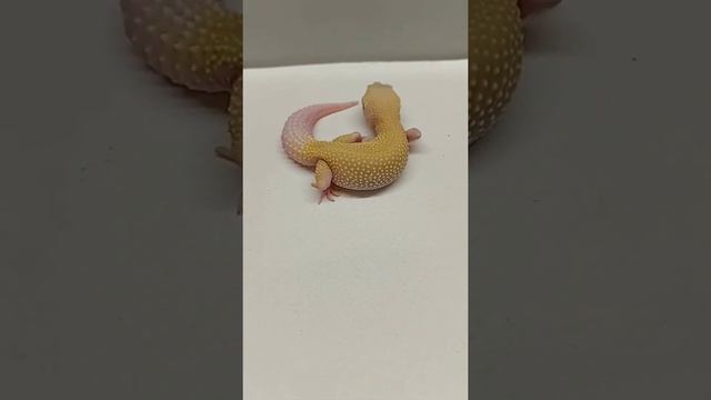 красивый геккончик #shorts #геккон #gecko