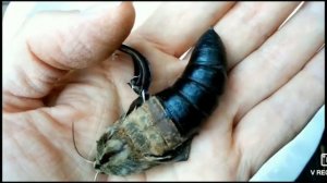 Мотра ФЛЕКСИТ