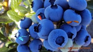 Голубика высокорослая Фламинго (flamingo) ? обзор: как сажать, саженцы голубики Фламинго