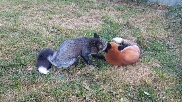 Лиса любезничает с лисом смотреть онлайн