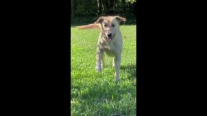 Веселые животные. Подборка видео №1