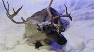 ОЛЕНИ Deer sleeping Deer,олени и другие