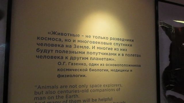 Музей Космонавтики экспозиция музея: стенд с собаками.