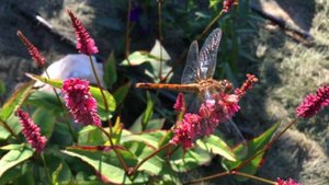 Обзор пруда спустя 2 месяца. Секрет чистой воды, лягушки, комары и просто звук воды)