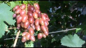 Виноград Данилка - гибридная форма В. Силкова (Grapes of Danilka variety)
