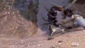 В мире животных озвучка от Джавида