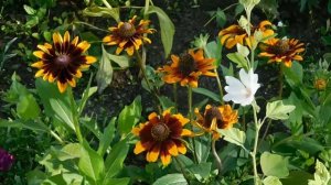 Рудбекия , выращивание и уход. Не требовательный многолетник !