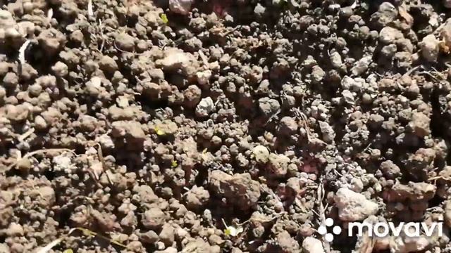 Посадка редиски в грядку в опилки..продолжение эксперимента смотреть онлайн