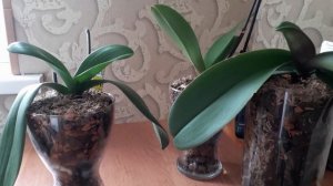 Закрытая система для орхидей,плюсы и минусы.