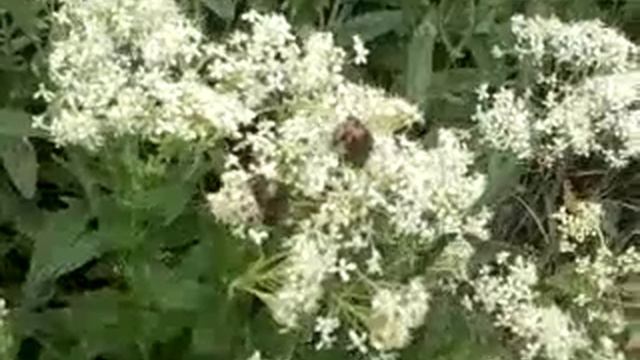 Бронзовка золотистая