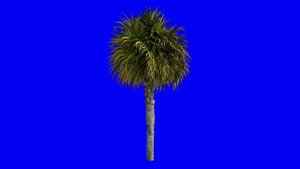 Бесплатный Футаж Пальма на Синем Фоне - Дерево Хромакей