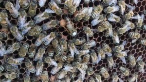 Карника 2021 Карл Пернер