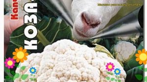 Капуста цветная Коза-Дереза. Краткий обзор, описание характеристик brassica oleracea Koza-Dereza