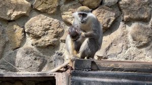 Гляньте, как КРЕПКО детеныш зеленой мартышки  держится за маму пока она ест яблоки!