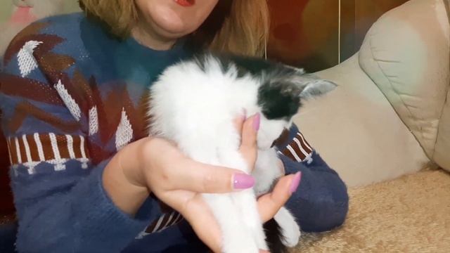 Кошку с котятами в коробке оставили возле подъезда. Котята выросли и нуждаются в доме!