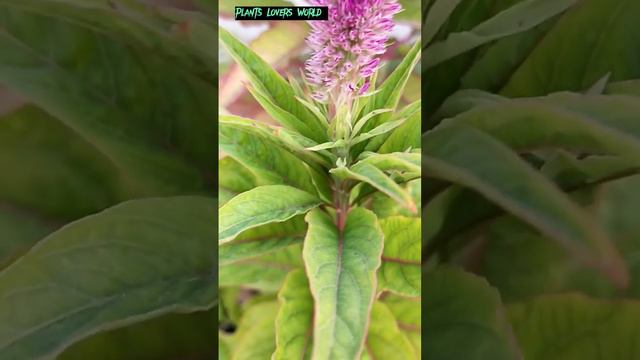 finally my Celosia cristata Kalgha plant seedlings start Flowering