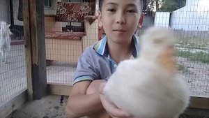 Гусятам 1 месяц! Обзор месячных гусят! Гусеводство!