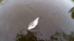 Курьяновский сброс. Зимний спиннинг - летом. Мормышинг