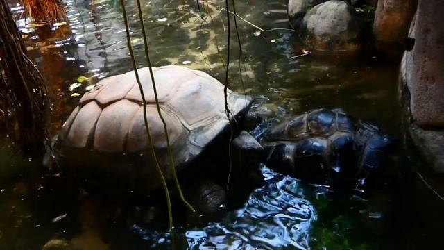 Zoológico de Schönbrunn. Jardín. Superzoom Cámara fotográfica Panasonic Lumix dc-fz82 смотреть онлайн