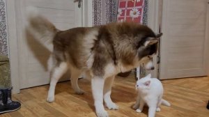 Как хаски играет с кошкой и как кошка не хочет играть с хаски.