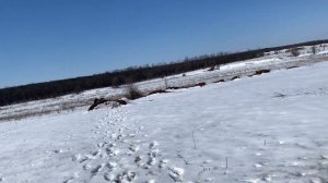 КАРТЕЧЬ 8.5 мм дистанция 35 м .Ружье Тоз-34