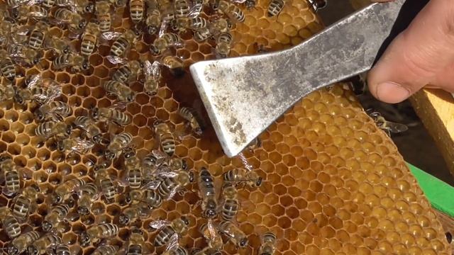 Расширение пчелопакета/Развитие пчелопакета на одиннадцатое мая. смотреть онлайн