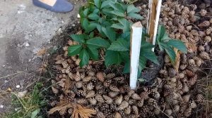 Мульчирование сосновой шишкой: конечный результат.