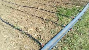 Орошение полей капельной лентой