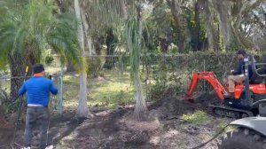 Planting Pony Tail Palms/Large Trees and Palms Planted and Guaranteed       The Tree Planters