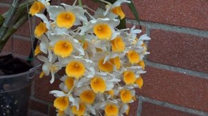 DENDROBIUM THYRSIFLORUM - UPDATE -   29 JUNE 2017