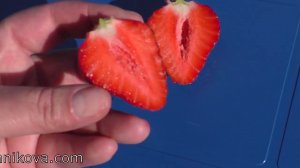 ДАРСЕЛЕКТ ранний сорт клубники