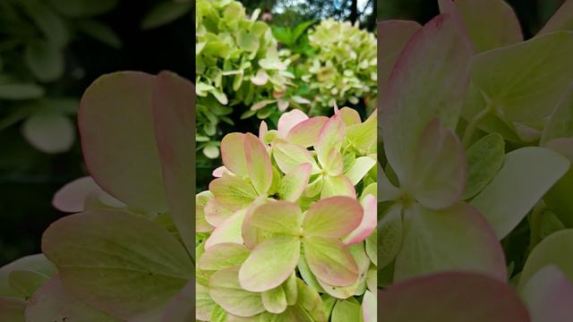 Какой сорт 💚 лучше: Graffiti или Pastel Green #hydrangea #гортензии #garden #садгортензий