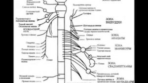 Тибетские чаши Вибрации для чакры Муладхара