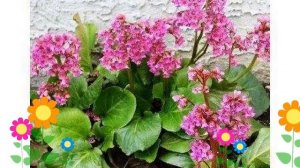 Бадан гибридный Галина Серова. Краткий обзор, описание характеристик, где купить саженцы