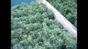 Как выглядят сеянцы ели голубой (2-ух летка). Выращивание хвойных растений