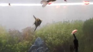 общий аквариум 100 литров