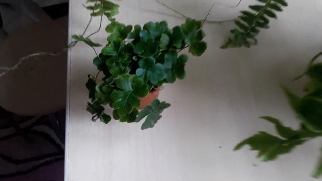 Покупка диковенных ПАПОРОТНИКОВ ❤????#папоротник #необычное в мире #дизайн
