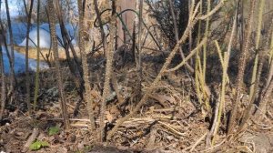 Обрезка повторно цветущих гибридов ругоз с Ольгой Чиненковой