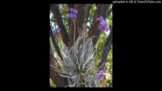 Today's Tango Is... Clavel Del Aire - Juan de Dios Filiberto c. Patrocinio Díaz смотреть онлайн