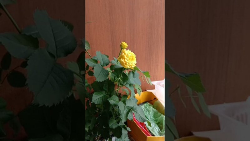 На балконе расцвела ещё одна роза. Спрей Сан Сити