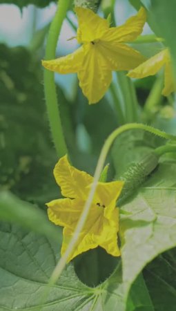 Если сделать огурцам очень очень плохо? #огород #дача #garden #сад #овощи #огурцы #огурцывтеплице